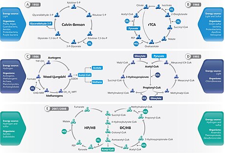 Overview of Biological Carbon Fixation Cycles