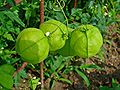 Unripe fruits