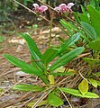 小喜冬草（英語：Chimaphila menziesii）是一種低矮的草本杜鵑花科植物，廣布於北美洲西部沿岸的林下