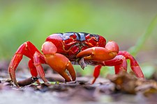 Christmas Island red crab (Gecarcoidea natalis)