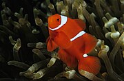 The genetically related Premnas biaculeatus (maroon or spine-cheeked anemonefish)