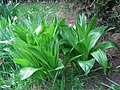 Colchicum byzantinum leaves