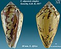 Conus algoensis simplex Sowerby, G.B. II, 1857