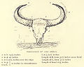 Dimensions of Bison horns...238