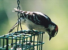Downy Woodpecker on Feeder