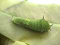 Caterpillar in 4th instar