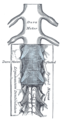 脊髓延髓及其膜。