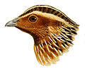 普通鹌鹑南非亚种（Coturnix coturnix africana）的头部样貌