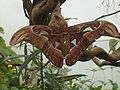 Atlas moth from London Zoo