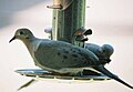 Mourning Doves at a thistle feeder.