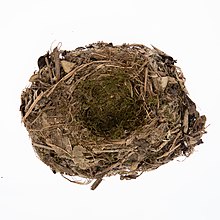 Image of Petroica traversi nest from the collection of Auckland Museum