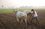 EE2. Indian agriculture dates from the period 7,000–6,000 BCE, employs most of the national workforce, and is second in farm output worldwide. Above, a farmer works an ox-drawn plow in Kadmati, West Bengal.