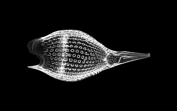 Also like diatoms, radiolarian shells are usually made of silicate