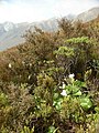 高山植被