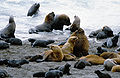 South American sea lions