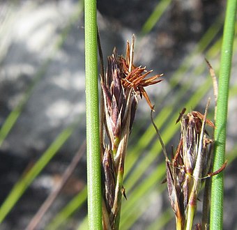 Flowering heads