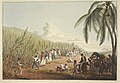 Image 12Sugar plantation in the British colony of Antigua, 1823 (from History of the Caribbean)