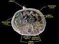 Umbilic. Deep dissection. Serial cross section.