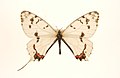 Nominate subspecies, male