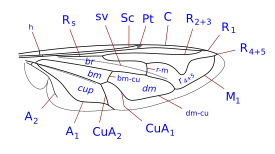 R4+5 moderately to strongly dipped into cell r4+5 . Cell r2+3 closed before wing margin