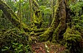 Image 8Antarctic beech old-growth in Lamington National Park, Queensland, Australia (from Old-growth forest)