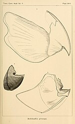 #22 (?/10/1871) and #26 (≤1873) The two syntypes of Architeuthis princeps: lower beak of Verrill specimen No. 1 from 1871 (#22; left—drawn by J. H. Emerton) and upper and lower beaks of Verrill specimen No. 10 from 1873 or earlier (#26; top and bottom—drawn by A. E. Verrill) (Verrill, 1880a:pl. 18). A front view of the former is additionally shown in Verrill (1882c:pl. 11 fig. 3a).