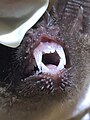 Trachops cirrhosus teeth