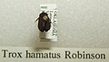 Trox hamatus