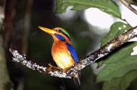 Rufous-collared Kingfisher