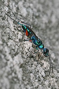 Ampulex compressa, Emerald cockroach wasp