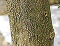 Bark of B. sempervirens 'Arborescens'