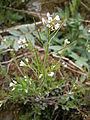 Cardamine flexuosa