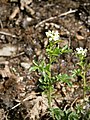 Cardamine flexuosa close-up