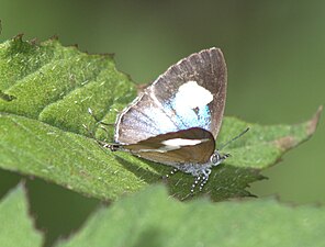 Dorsal view (female)