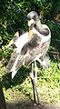 Saddle-billed Stork (Ephippiorhynchus senegalensis)