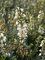 Erica ×darleyensis 'Silberschmelze' close-up