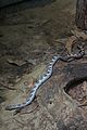 Gray ratsnake