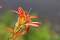 Hemerocallis fulva L. — Day lily