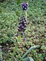 Leopoldia comosa flower buds