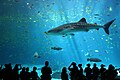 Whale shark Credit: Zac Wolf License: CC-BY-SA 2.5