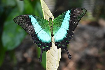 Dorsal view