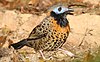 An ocellated Antbird