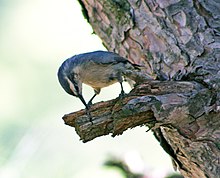 A gray bird with black crown at the branch of tree