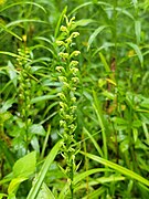 Platanthera flava