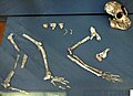 Proconsul skeleton