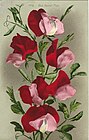 Red Sweet pea