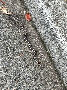 Stephens' Banded Snake on roadside