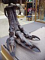 Tyrannosaurus rex right hind foot (lateral)