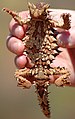 Thorny Devil crop