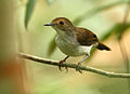 White-chested Babbler